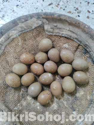 কিং কোয়েলের বীজ ডিম